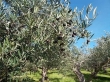   ---Azienda  l'ampolla d'olio--- 