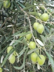   ---Azienda  l'ampolla d'olio--- 