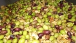   ---Azienda  l'ampolla d'olio--- 